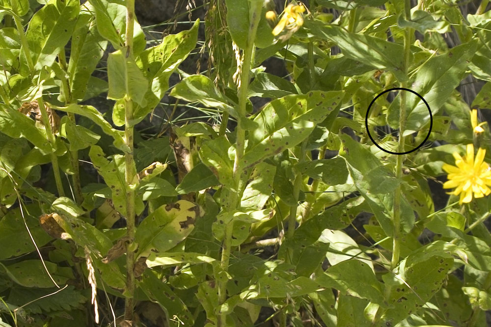 Hieracium prenanthoides / Sparviere a foglie di Prenanthes